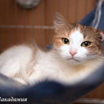 Макадамия