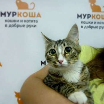 Лина