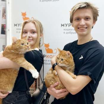 Конфитюр