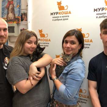 Галчонок