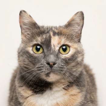Космея 