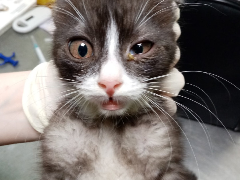 12 котиков