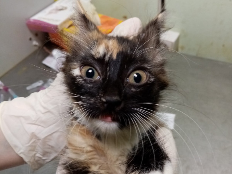 12 котиков
