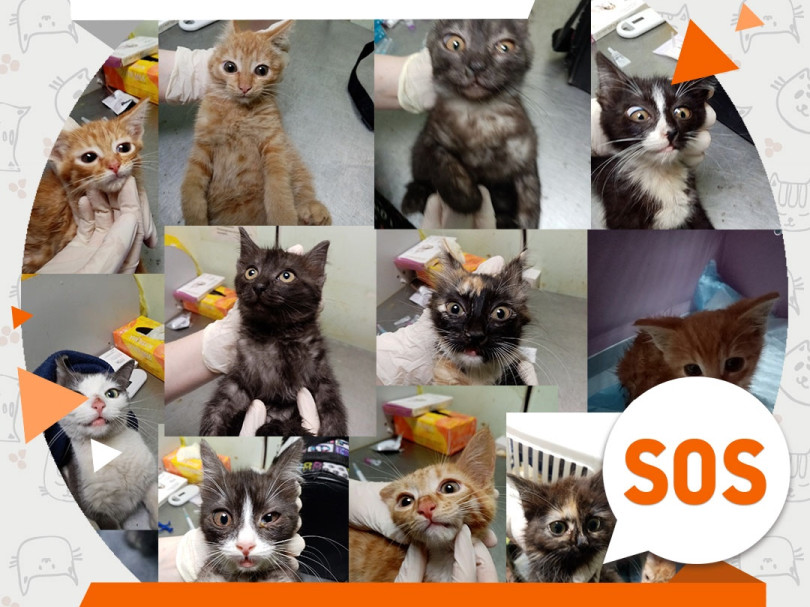 12 котиков