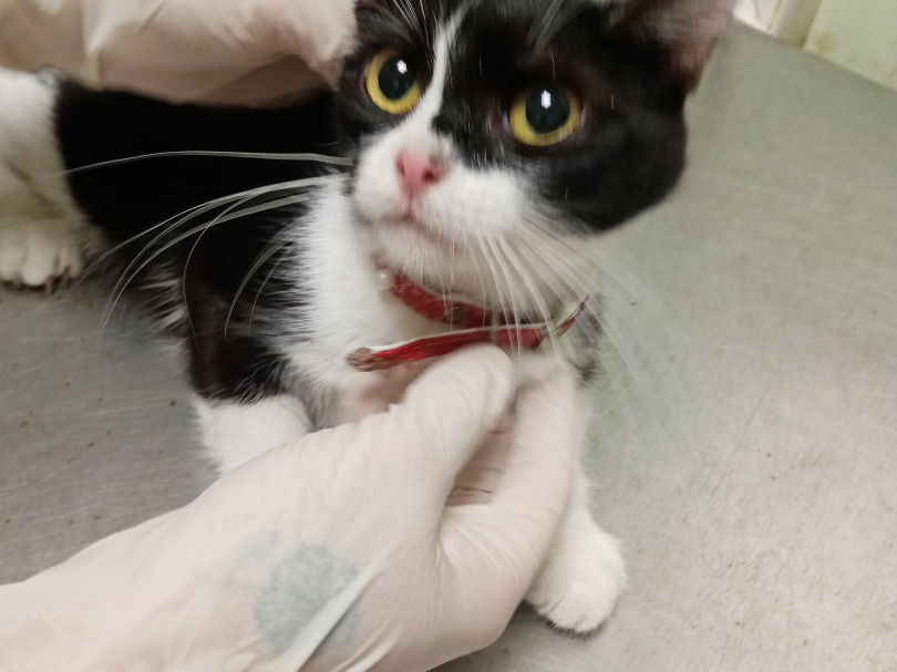 Колокольчик и котята