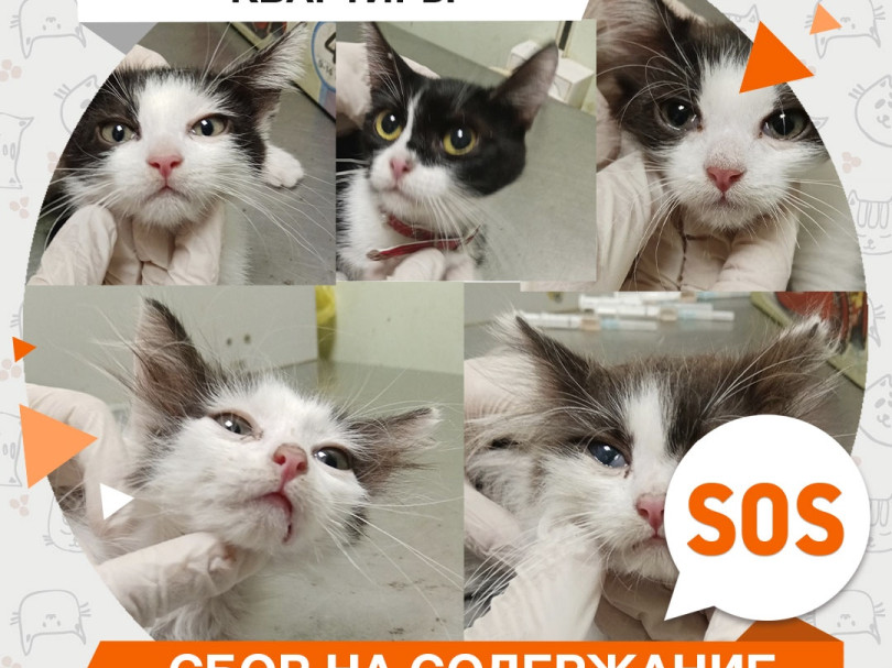 Колокольчик и котята