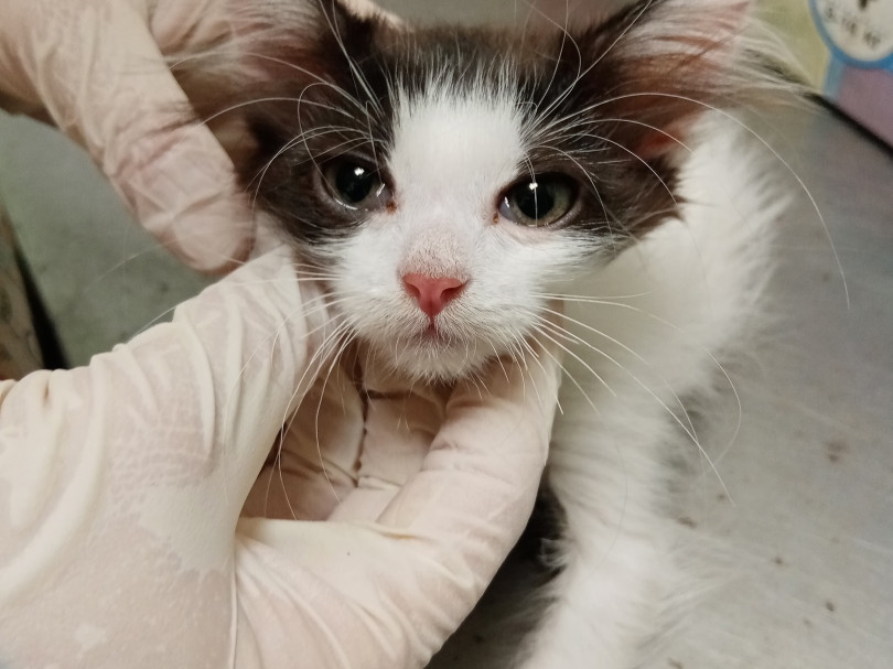 Колокольчик и котята