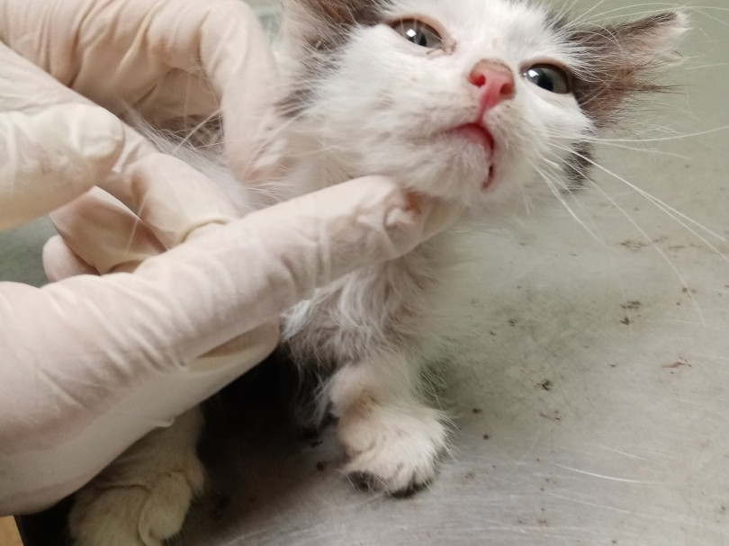 Колокольчик и котята