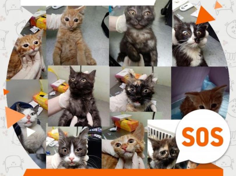 12 котиков