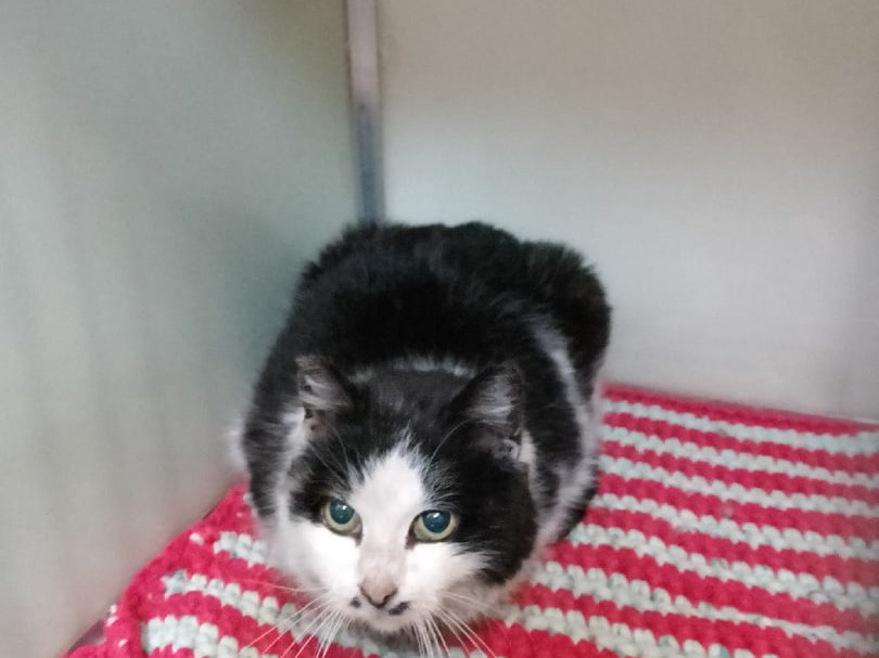Тэра, Юлани, Бирмингем, Аркада, Мэлоди и Юнландия