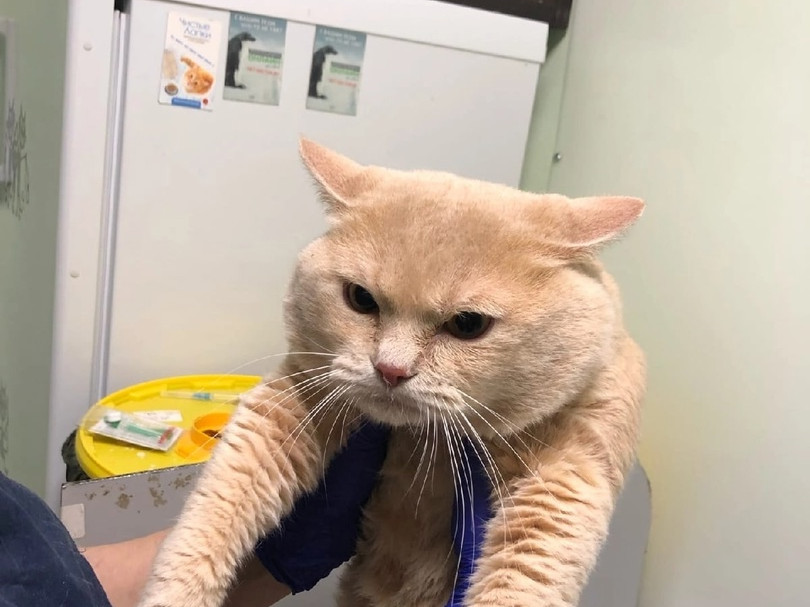 Птенчик