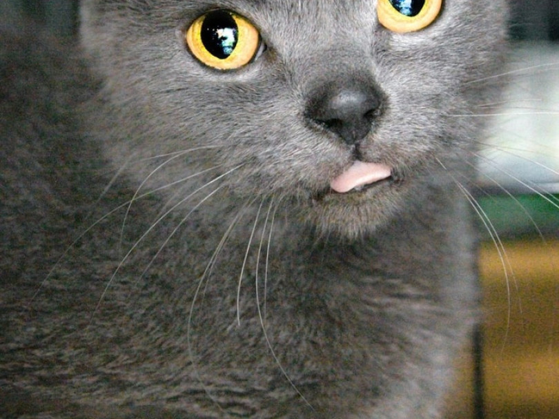 Южанка