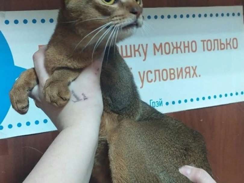 Буравчик