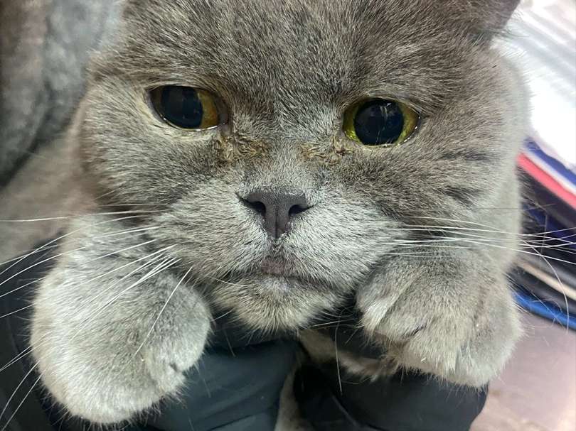 Джемис