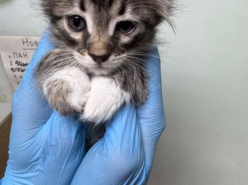 Зейтин, Кориандр, Лемонграсс