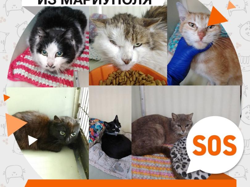Тэра, Юлани, Бирмингем, Аркада, Мэлоди и Юнландия