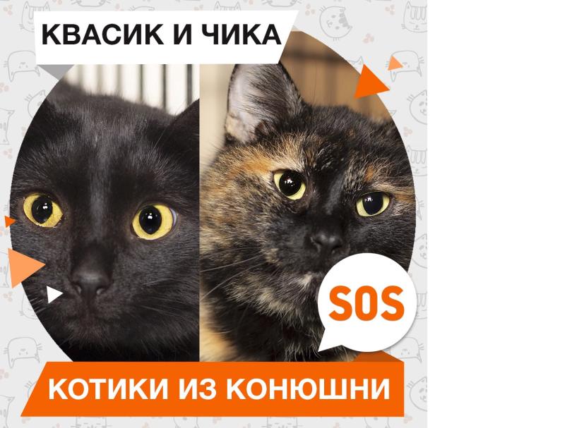 Квасик и Чика