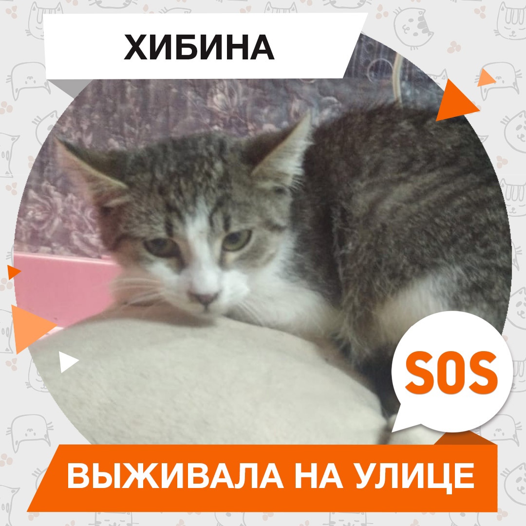 Хибина