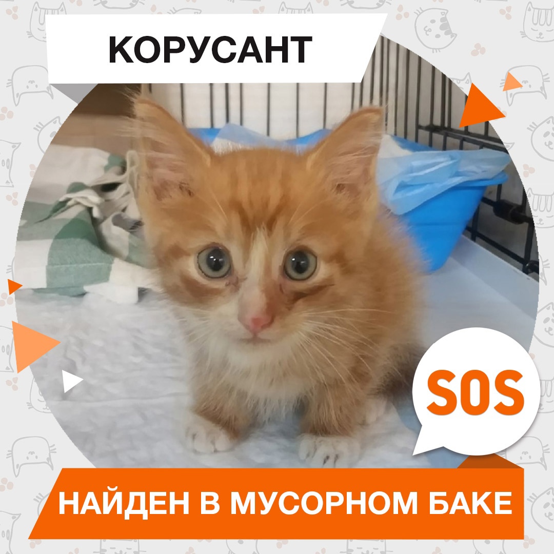 Корусант