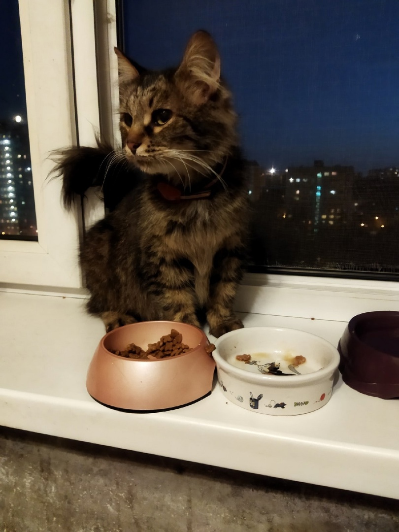 Мисс Мявочка