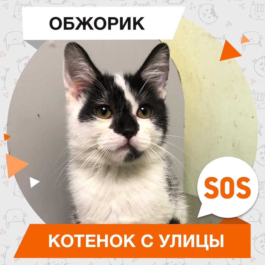 Обжорик