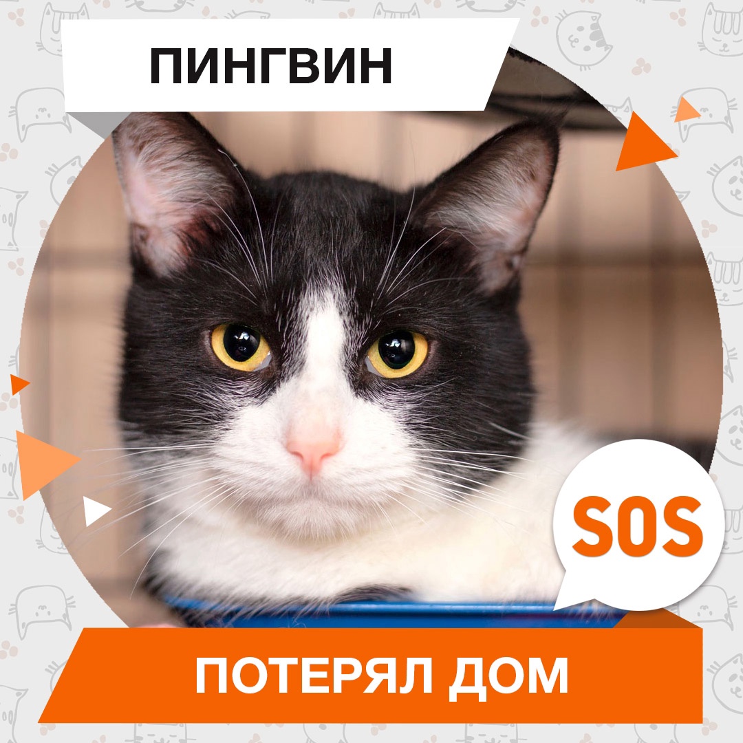 Пингвин