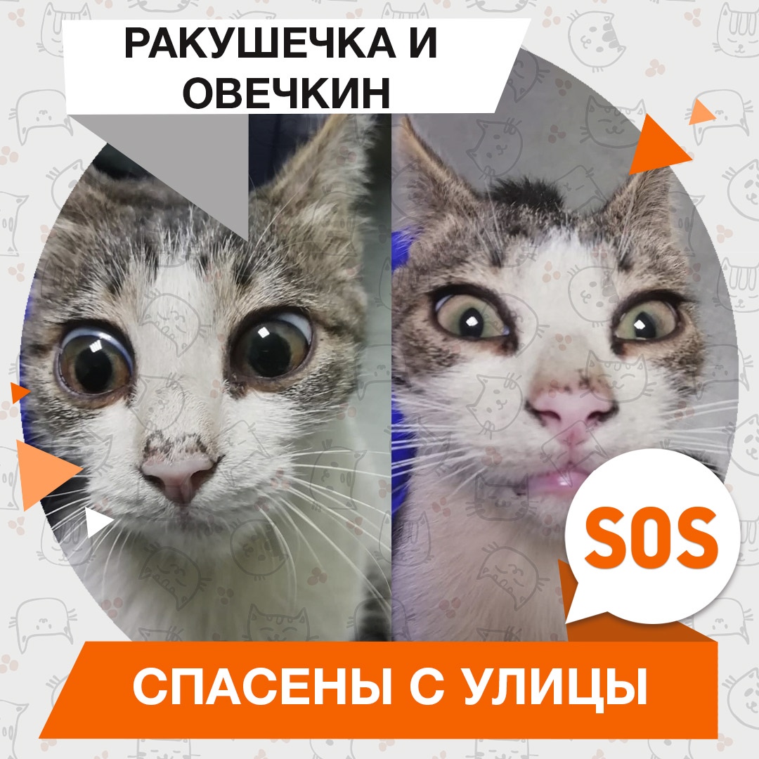Ракушечка и Овечкин