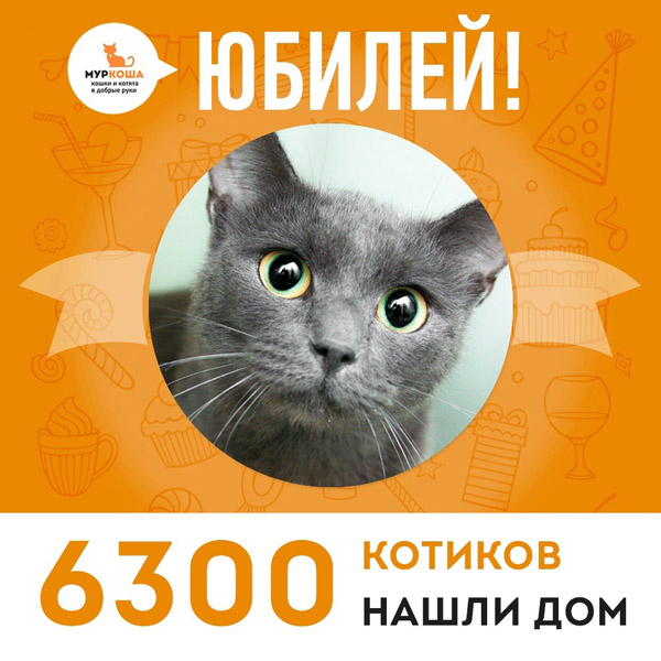 Отправилась домой 6300-ая счастливица, кошечка Биссектриса!