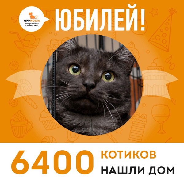 Отправился домой 6400-ый счастливец, кот Магеллан!