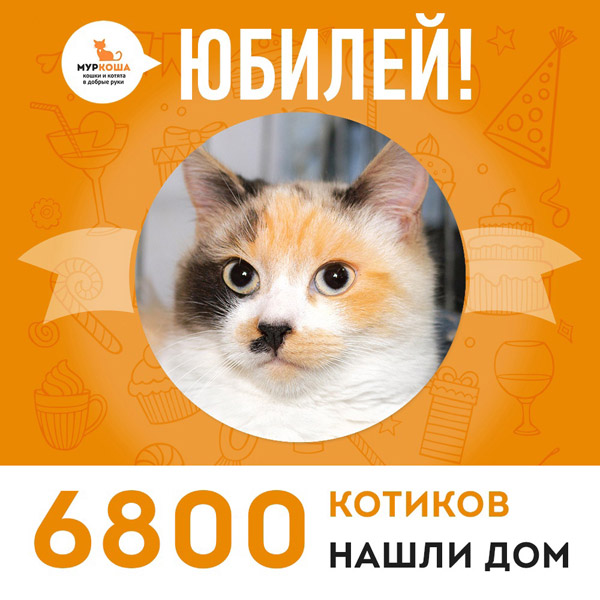 Кошечка Пикасса стала 6800-ой выпускницей adoption центра "Муркоша"!