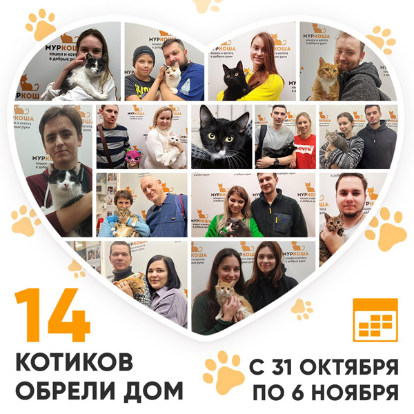 Итоги работы Adoption центра с 31 октября по 6 ноября 2022г.