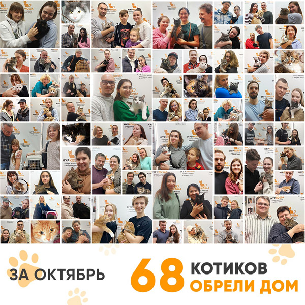 Итоги работы Adoption центра в октябре 2022 года.