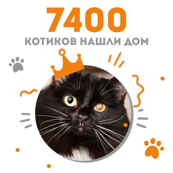 Кошечка Чешка стала 7400-ой выпускницей Adoption центра "Муркоша"!