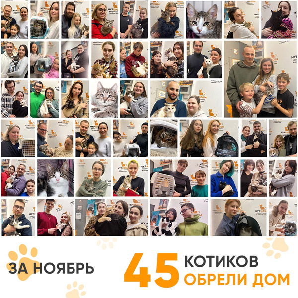 Итоги работы Центра в ноябре 2024 года.