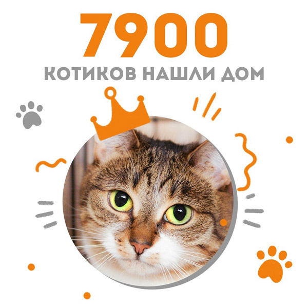 Кошечка Минерва стала 7900-ым выпускником Центра "Муркоша"
