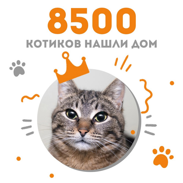 Кошечка Ранетка стала 8500-ой выпускницей Центра помощи кошкам "Муркоша"