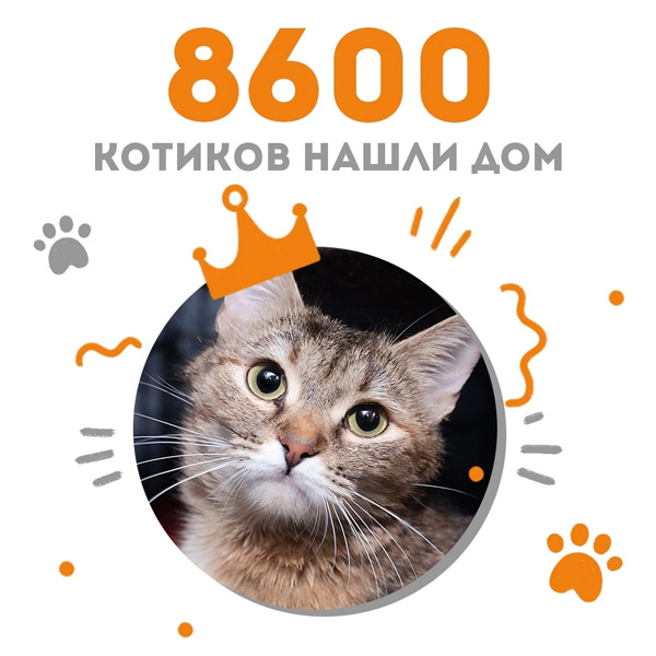 Кошечка Элси стала 8600-ой выпускницей Центра помощи кошкам "Муркоша"