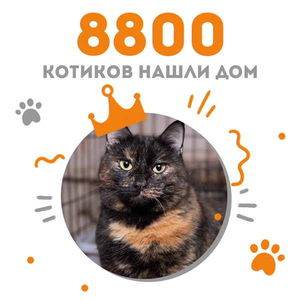 Кошечка Инфанта стала 8800-ой выпускницей Центра помощи кошкам "Муркоша"!